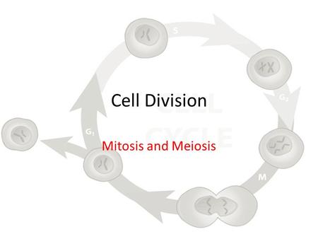 Cell Division Mitosis and Meiosis.