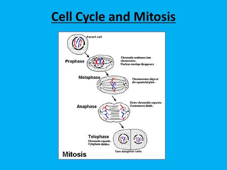 Cell Cycle and Mitosis.