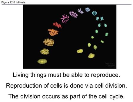 Living things must be able to reproduce.