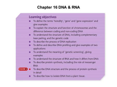 Chapter 16 DNA & RNA.