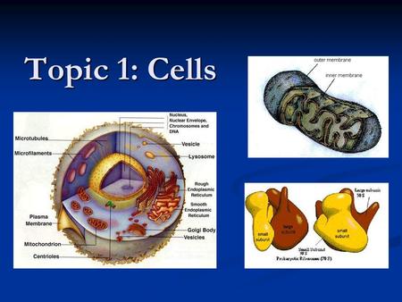 Topic 1: Cells. 1.1 Cell Theory 1.1.1 Discuss the theory that living organisms are composed of cells. (3) Skeletal muscle and some fungal hyphae are not.