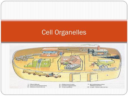 Cell Organelles.