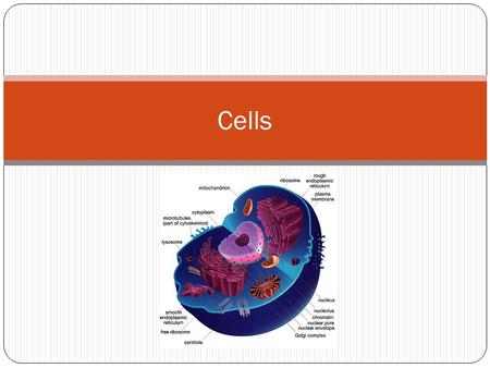 Cells Change slide when song is finished.