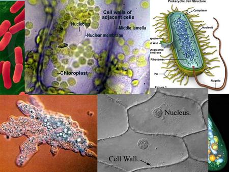 CH. 3 ~ CELLS. Robert Hooke 1665 Looked at thin slices of cork under a microscope Did not know at the time about their structure and function. What IS.