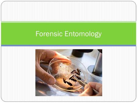 Forensic Entomology.