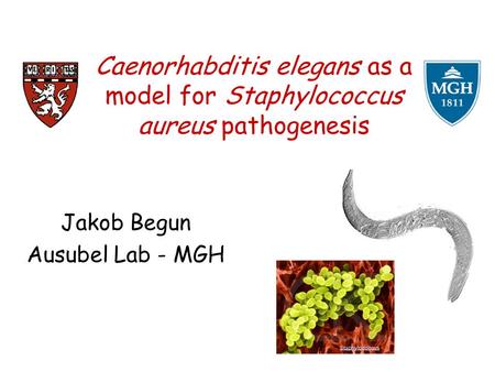 Caenorhabditis elegans as a model for Staphylococcus aureus pathogenesis Jakob Begun Ausubel Lab - MGH.