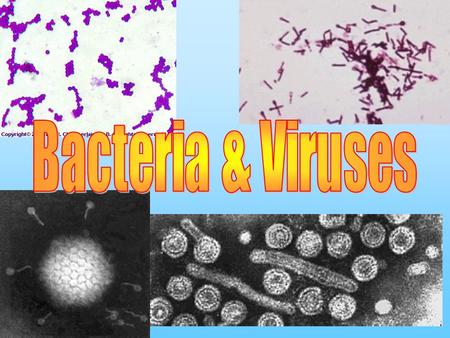 Virus Objectives What is a virus? What is the structure of a typical virus? How do viruses reproduce? C/C lytic and lysogenic cycles What happens to viruses.