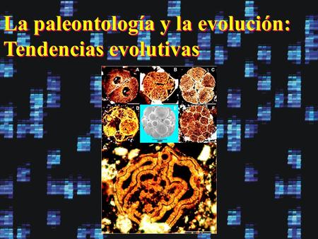 La paleontología y la evolución: Tendencias evolutivas.