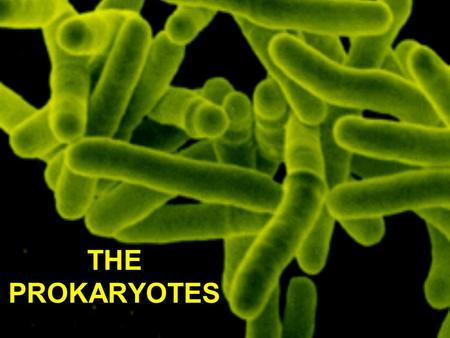 THE PROKARYOTES.