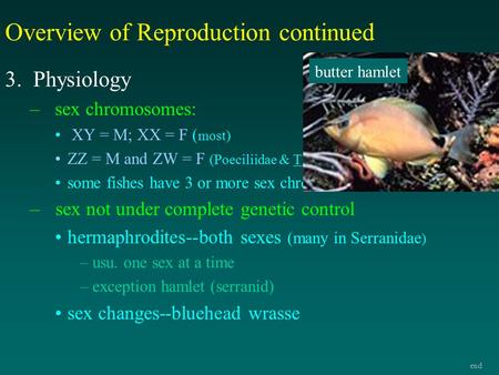 Overview of Reproduction continued 3. Physiology –sex chromosomes: XY = M; XX = F ( most) ZZ = M and ZW = F (Poeciliidae & Tilapia spp) some fishes have.