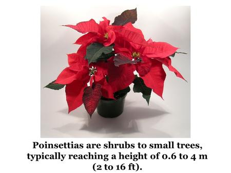 Poinsettias are shrubs to small trees, typically reaching a height of 0.6 to 4 m (2 to 16 ft).