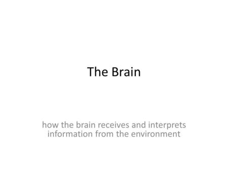 how the brain receives and interprets information from the environment