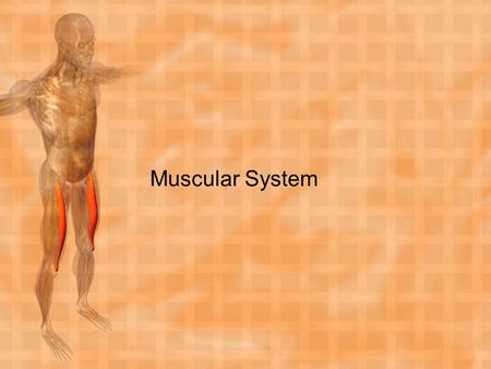 Muscular System.