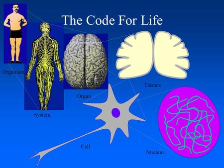 System The Code For Life Organism Organ Tissues Cell. Nucleus.