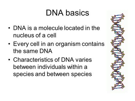 DNA basics DNA is a molecule located in the nucleus of a cell Every cell in an organism contains the same DNA Characteristics of DNA varies between individuals.