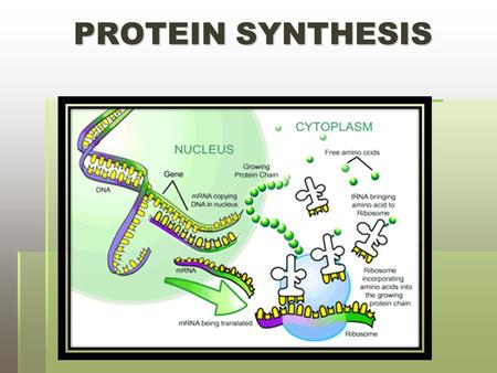 PROTEIN SYNTHESIS.