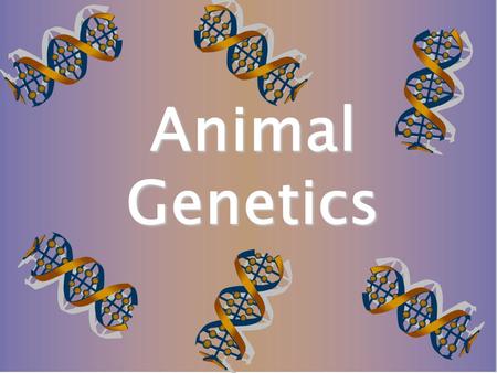 Animal Genetics. The body is made up of millions of tiny cells The contents of the cell is called protoplasm. Animal cells are the smallest living things.