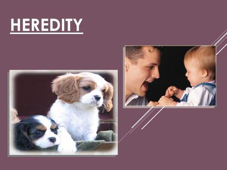 Heredity.