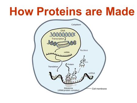 How Proteins are Made. I. Decoding the Information in DNA A. Gene – sequence of DNA nucleotides within section of a chromosome that contain instructions.