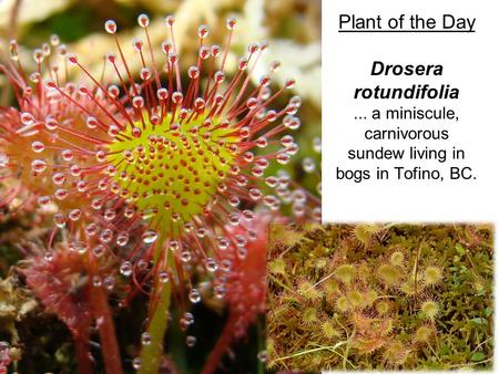 Plant of the Day Drosera rotundifolia... a miniscule, carnivorous sundew living in bogs in Tofino, BC.