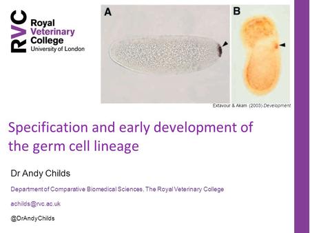 Specification and early development of the germ cell lineage Dr Andy Childs Department of Comparative Biomedical Sciences, The Royal Veterinary College.