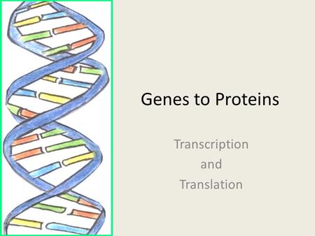 Transcription and Translation