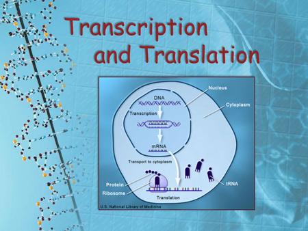 Transcription and Translation