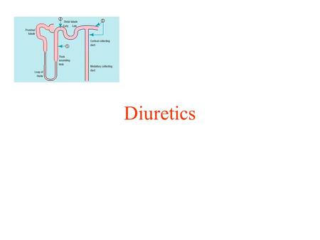 Diuretics. From Knauf & Mutschler Klin. Wochenschr. 1991 69:239-250 70% 20% 5% 4.5% 0.5% Volume 1.5 L/day Urine Na 100 mEq/L Na Excretion 155 mEq/day.