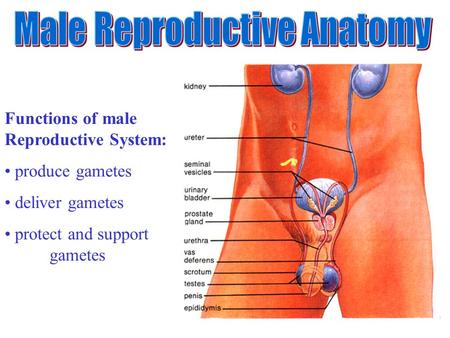 Male Reproductive Anatomy