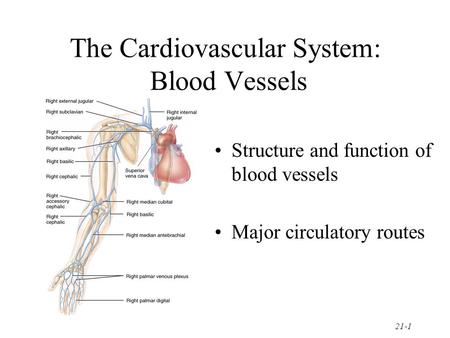 The Cardiovascular System: Blood Vessels