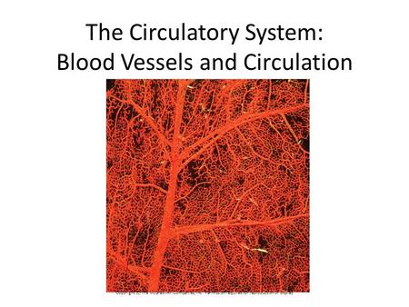 The Circulatory System: Blood Vessels and Circulation