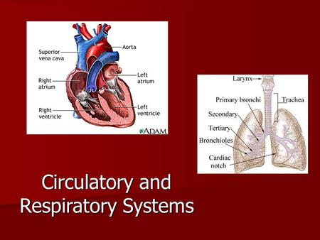 Circulatory and Respiratory Systems