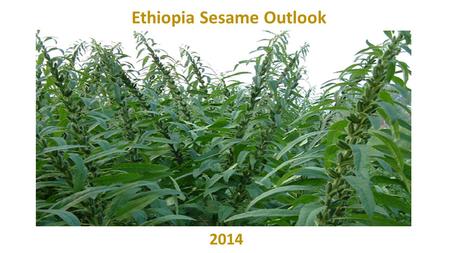 Ethiopia Sesame Outlook