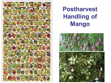 Postharvest Handling of Mango