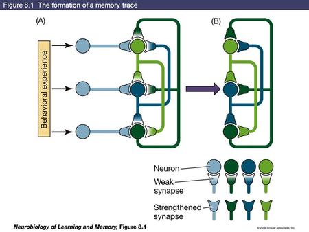 Figure 8.1 The formation of a memory trace. Figure 8.2 Components of the classic Morris experiment.