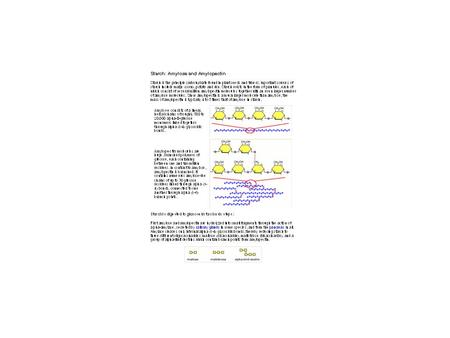 amylopectin glycogen cellulose Beta glucan.