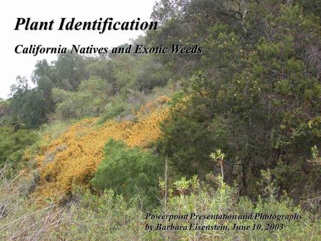 Plant Identification California Natives and Exotic Weeds Powerpoint Presentation and Photographs by Barbara Eisenstein, June 10, 2003.