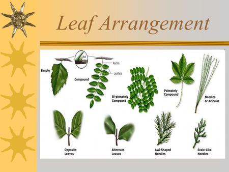 Leaf Arrangement 1. Sugar Maple * Acer saccharum *Hardwood (furniture). *Maple syrup (also black maple). *Moderate lobes (mostly 5), moderate notches.