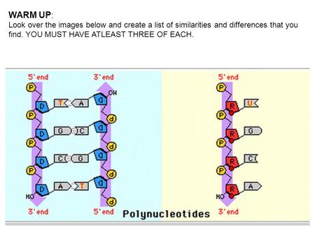 WARM UP : Look over the images below and create a list of similarities and differences that you find. YOU MUST HAVE ATLEAST THREE OF EACH.