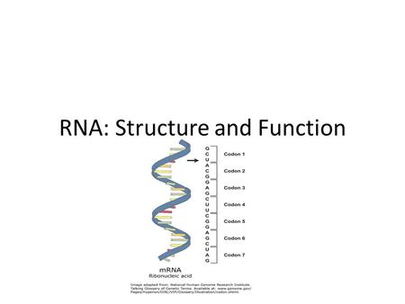 RNA: Structure and Function. RNA FUNCTION Function: RNA reads blueprints (DNA) & makes protein.