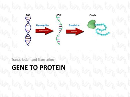 GENE TO PROTEIN Transcription and Translation. DNA determines your unique characteristics. A Review… DNA is the instructions for making proteins. Proteins.