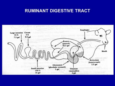 RUMINANT DIGESTIVE TRACT