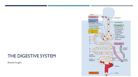 THE DIGESTIVE SYSTEM Brooke Vaughn. THE DIGESTIVE SYSTEM  Series of connected organs  Breaks down food, absorbs nutrients, eliminates waste.