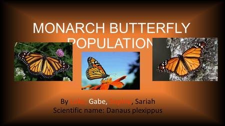 MONARCH BUTTERFLY POPULATION