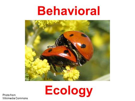 Behavioral Ecology Photo from Wikimedia Commons. Ethological Underpinnings of Behavioral Ecology Photo from  Konrad Lorenz.