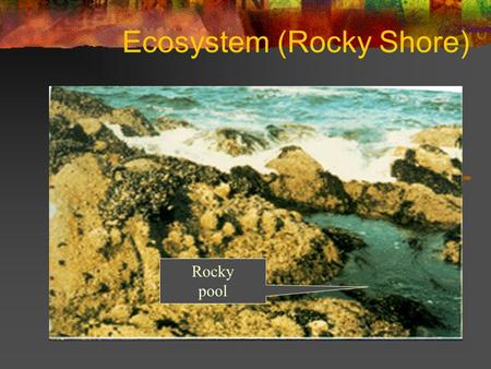 Ecosystem (Rocky Shore)