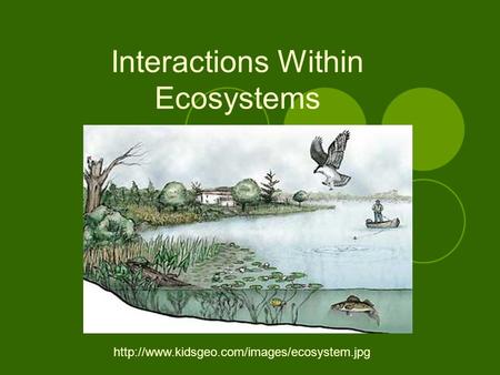 Interactions Within Ecosystems