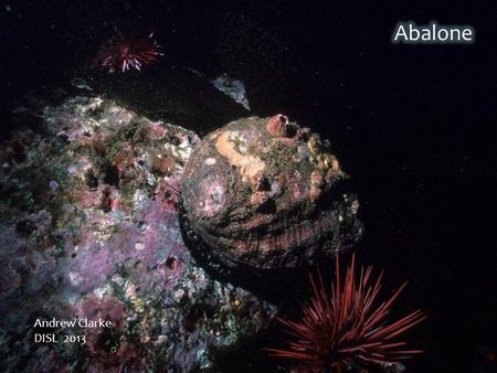 Andrew Clarke DISL 2013. Abalone are marine invertebrates in the phylum Mollusca, class Gastropoda. Abalone are members of the family Haliotidae, in which.