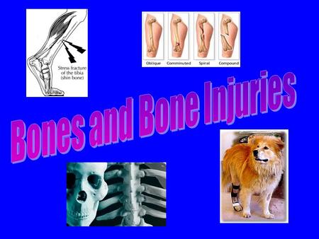 Reviewing: Epiphyseal Plates (younger skeletons) eventually will disappear. Bones grow lengthwise up and down from each plate, and in a circular ‘collar.