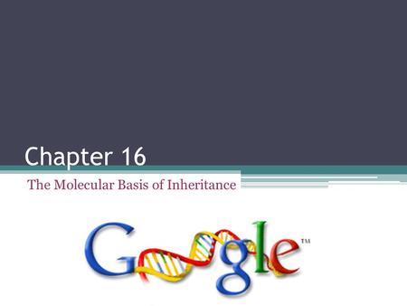 The Molecular Basis of Inheritance